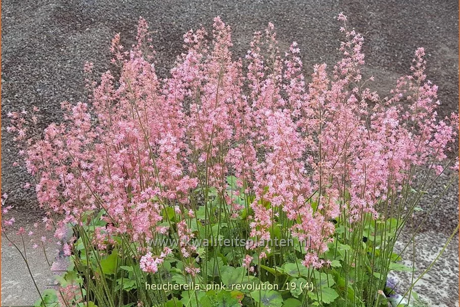 Heucherella tiarelloides 'Pink Revolution'