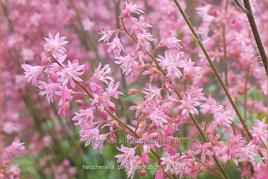Heucherella tiarelloides 'Pink Revolution'