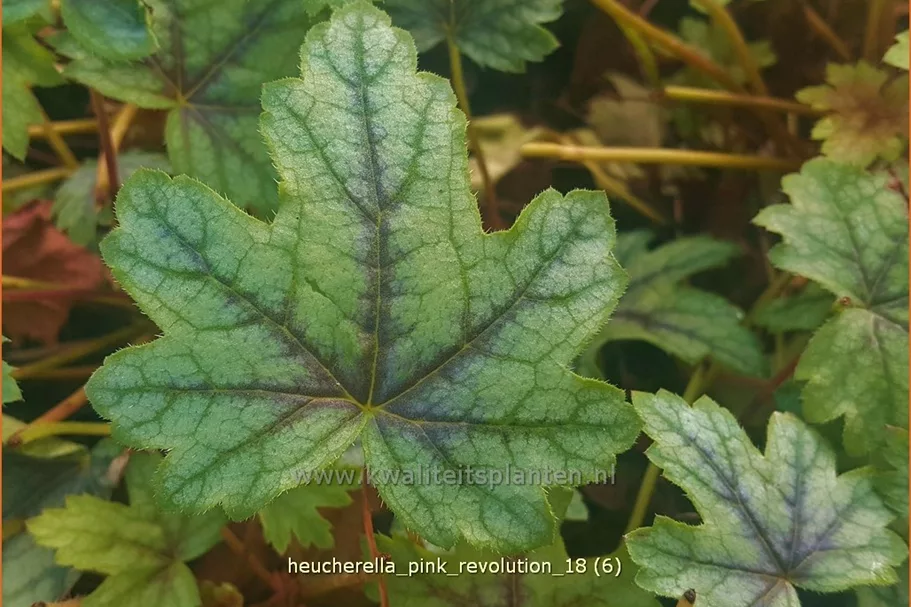 Heucherella tiarelloides 'Pink Revolution'