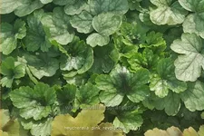 Heucherella tiarelloides 'Pink Revolution'