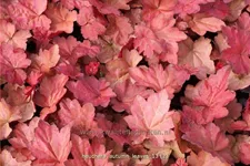 Heuchera villosa 'Autumn Leaves'