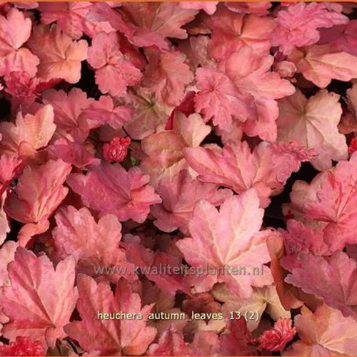 Heuchera villosa 'Autumn Leaves'