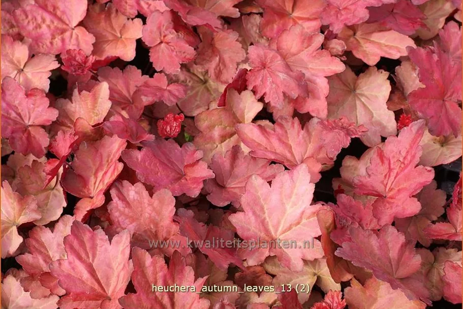 Heuchera villosa 'Autumn Leaves'