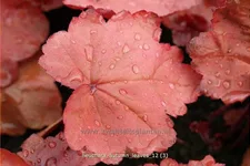 Heuchera villosa 'Autumn Leaves'