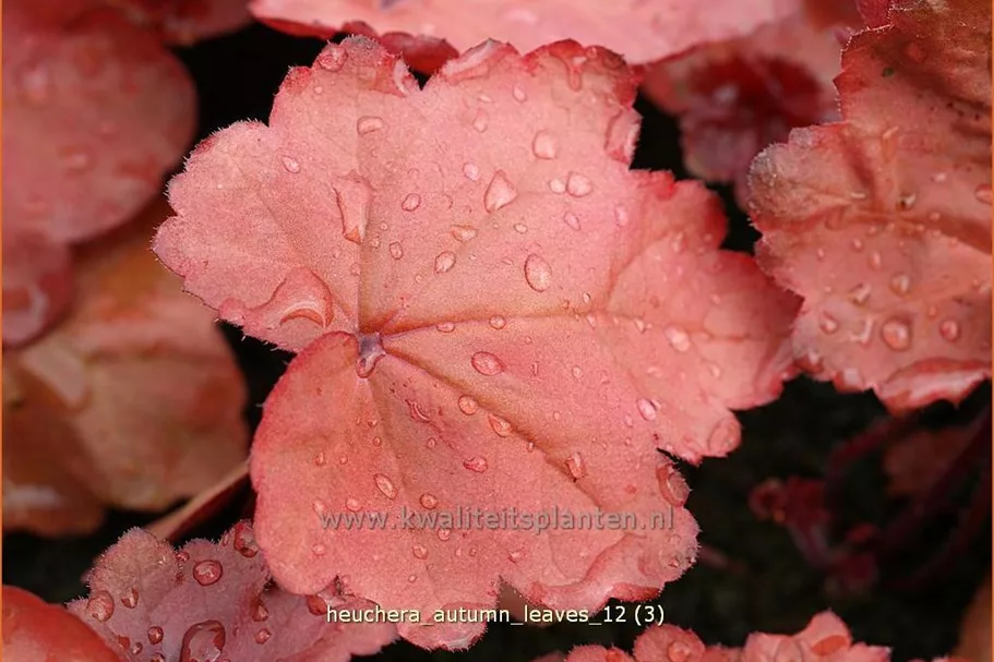 Heuchera villosa 'Autumn Leaves'