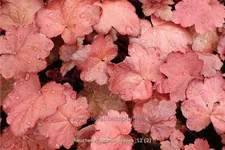 Heuchera villosa 'Autumn Leaves'