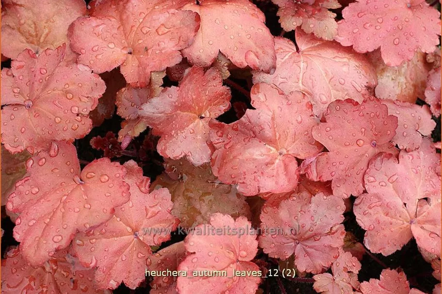Heuchera villosa 'Autumn Leaves'