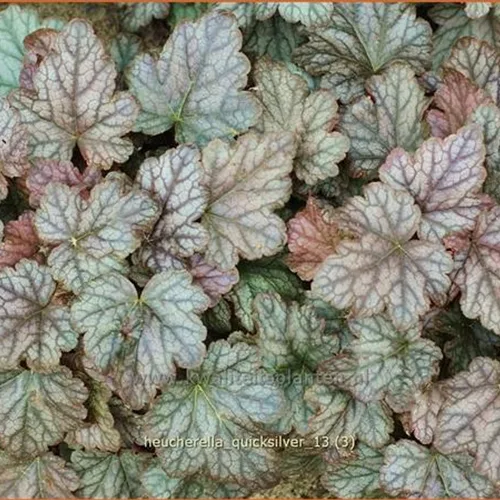 Heucherella 'Quicksilver'®