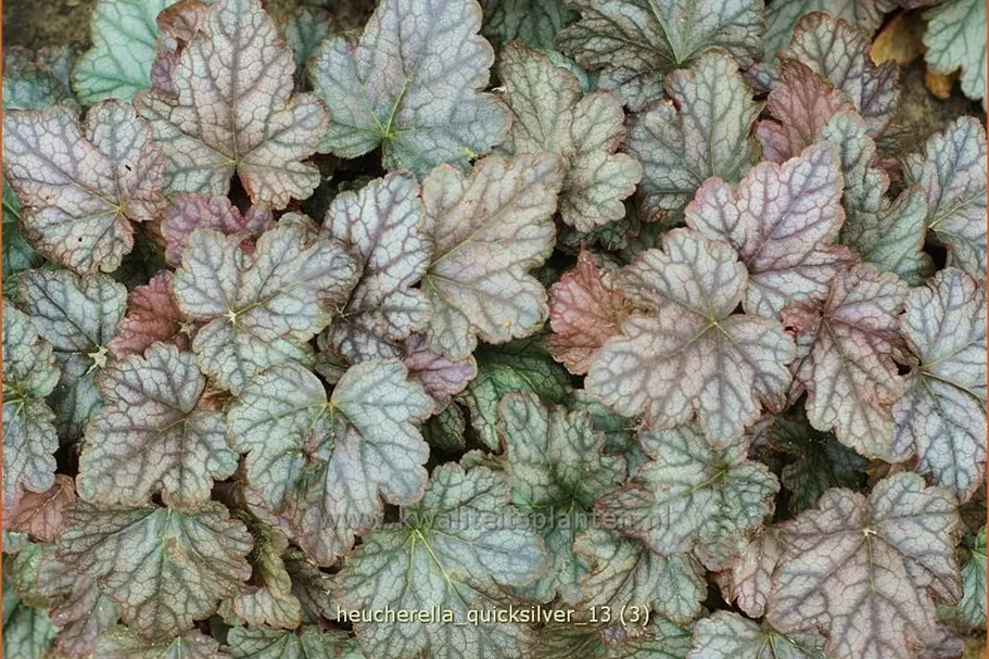 Heucherella 'Quicksilver'®