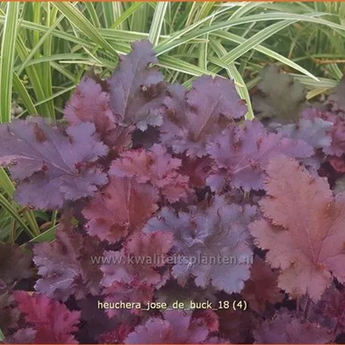 Heuchera 'José de Buck'