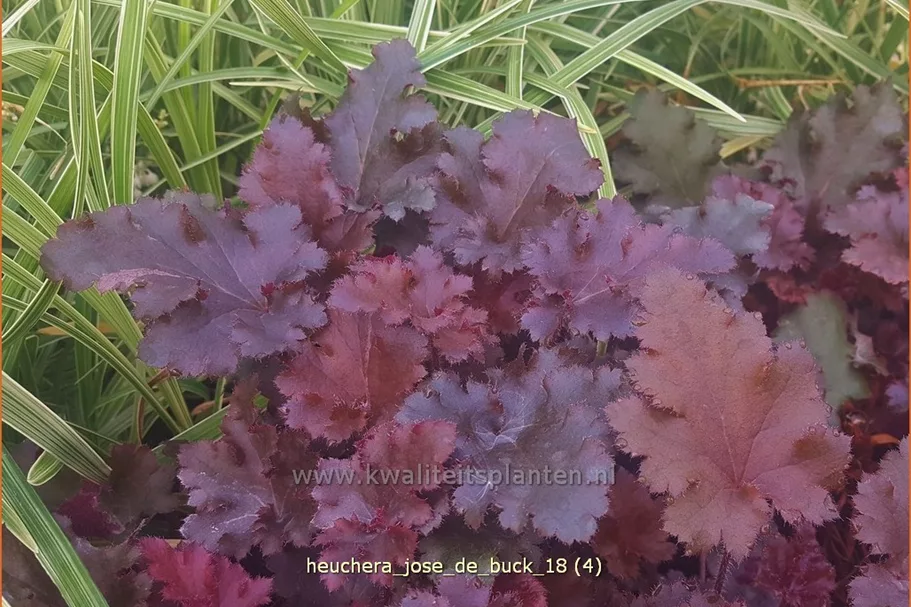Heuchera 'José de Buck'