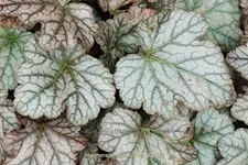 Heucherella 'Quicksilver'®
