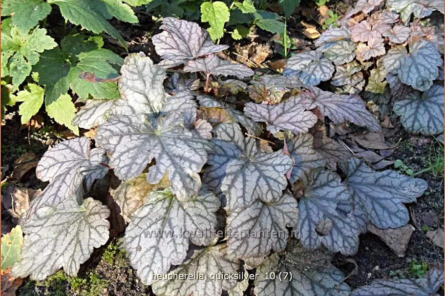 Heucherella 'Quicksilver'®