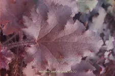 Heuchera 'José de Buck'