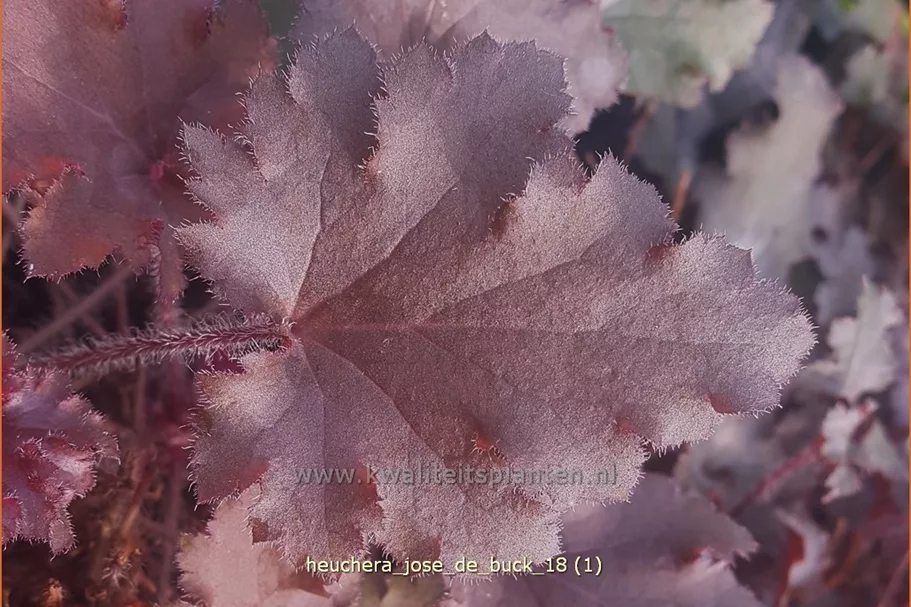 Heuchera 'José de Buck'