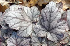 Heucherella 'Quicksilver'®