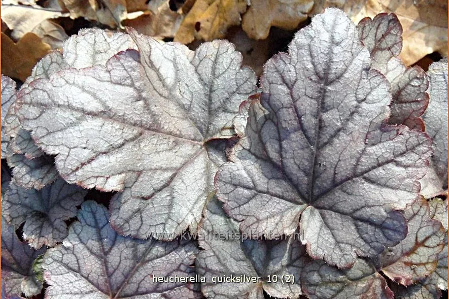Heucherella 'Quicksilver'®