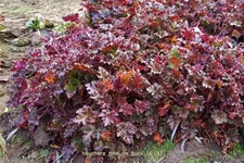 Heuchera 'José de Buck'