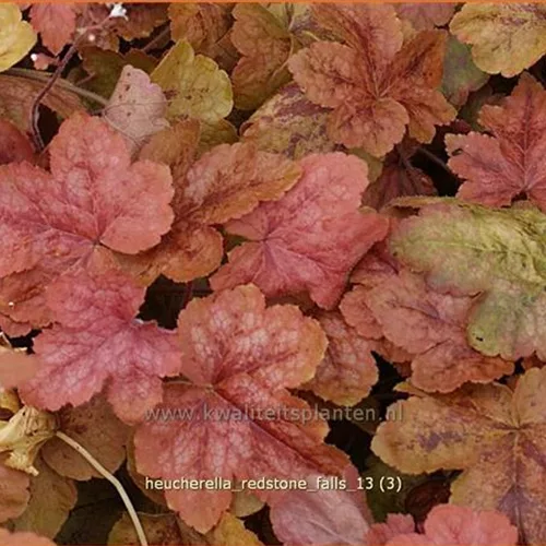 Heucherella 'Redstone Falls'