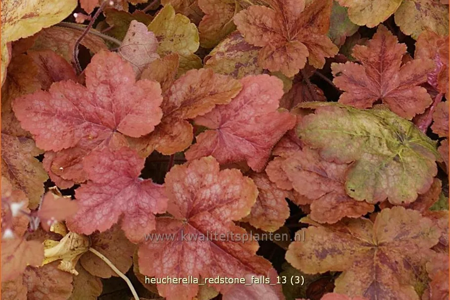 Heucherella 'Redstone Falls'