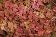 Heucherella 'Redstone Falls'