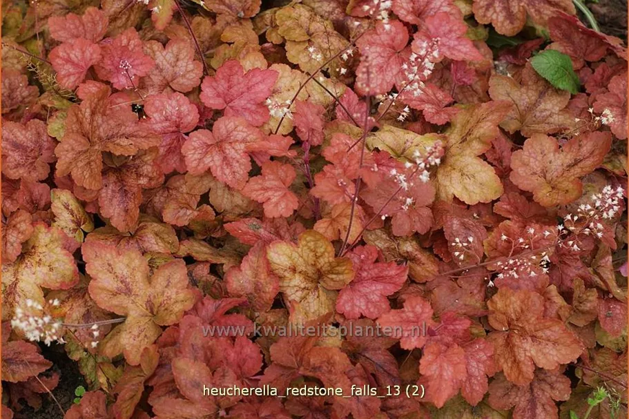 Heucherella 'Redstone Falls'