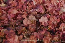 Heucherella 'Redstone Falls'