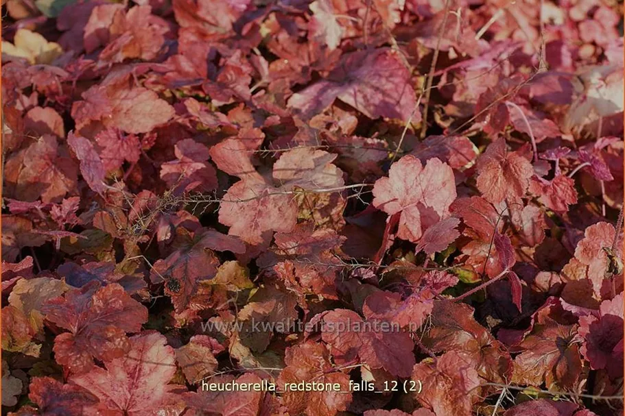 Heucherella 'Redstone Falls'