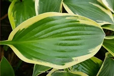 Hosta 'Queen Josephine'
