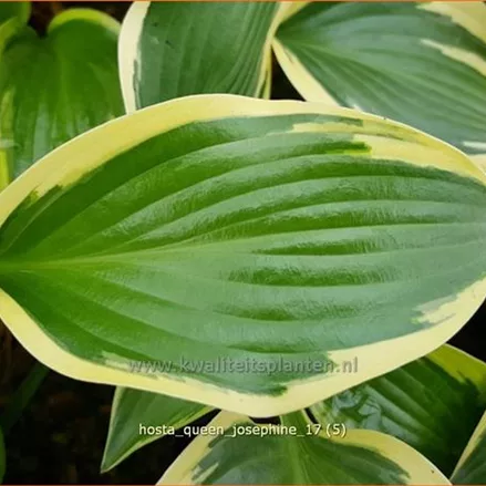 Hosta 'Queen Josephine'