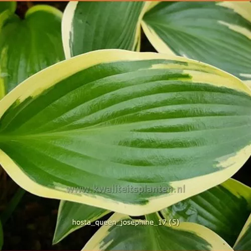 Hosta 'Queen Josephine'