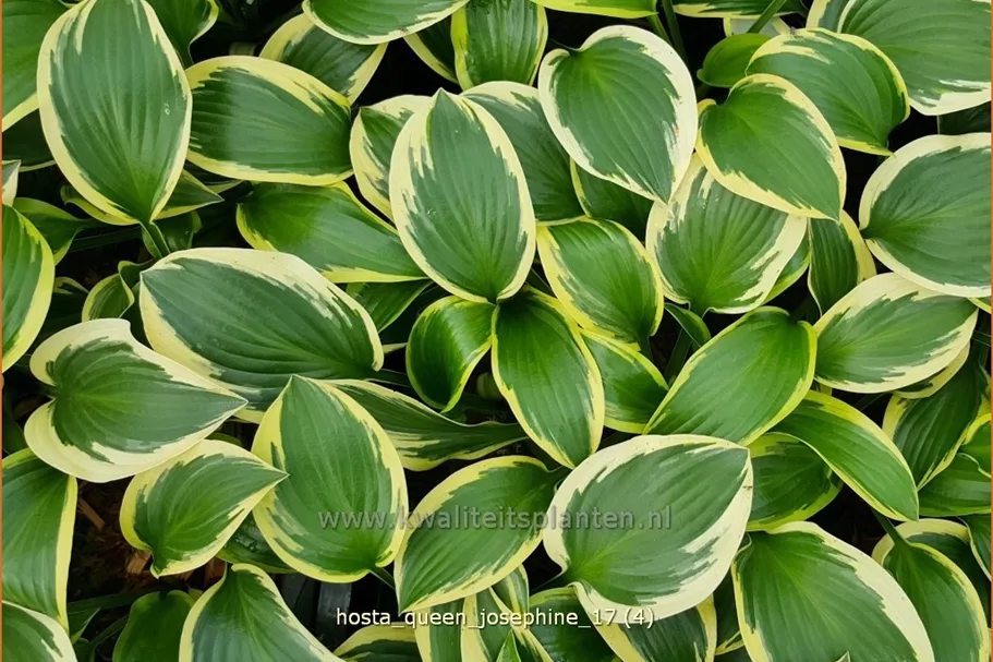 Hosta 'Queen Josephine'