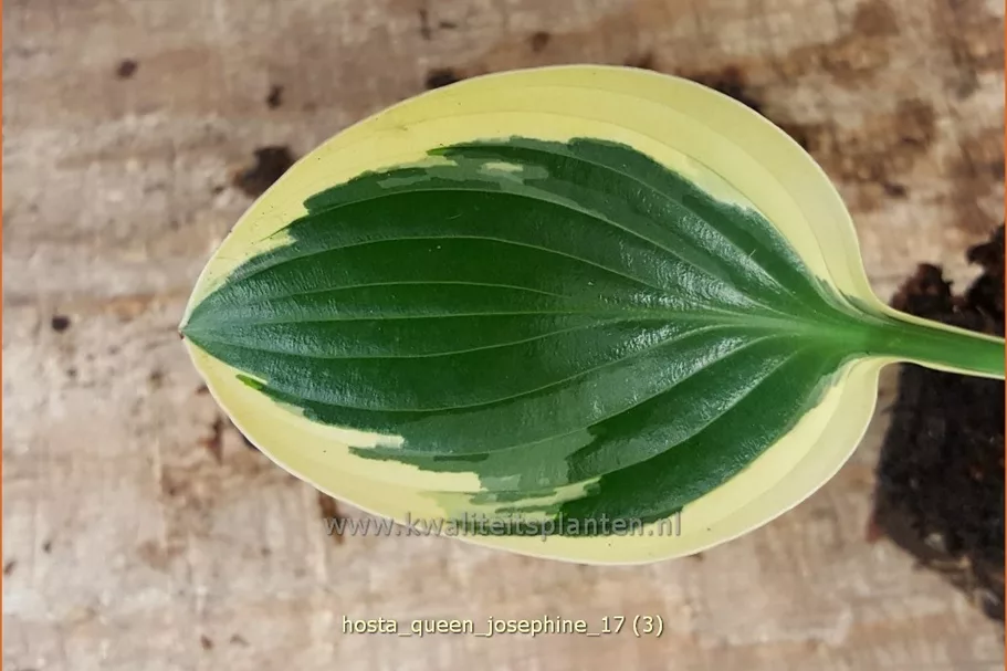 Hosta 'Queen Josephine'
