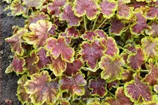 Heucherella alba 'Solar Eclipse'®