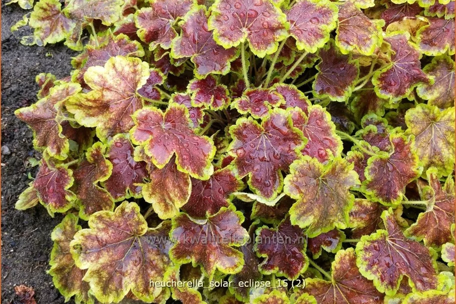 Heucherella alba 'Solar Eclipse'®