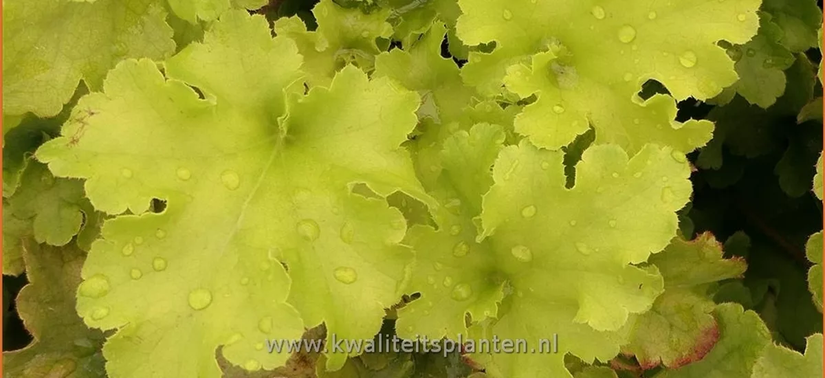 Heuchera 'Lime Marmalade'