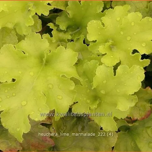 Heuchera 'Lime Marmalade'
