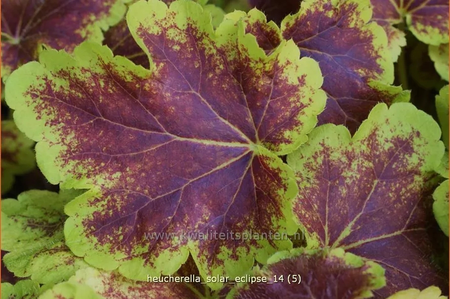 Heucherella alba 'Solar Eclipse'®