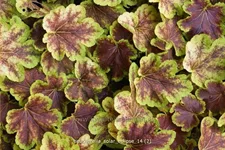 Heucherella alba 'Solar Eclipse'®