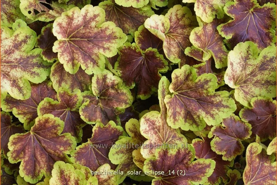 Heucherella alba 'Solar Eclipse'®