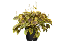 Heucherella alba 'Solar Eclipse'®