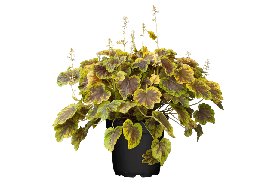 Heucherella alba 'Solar Eclipse'®