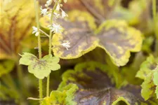 Heucherella alba 'Solar Eclipse'®