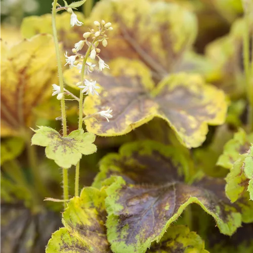 Heucherella alba 'Solar Eclipse'®