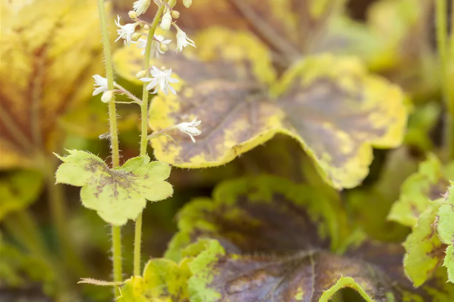 Heucherella alba 'Solar Eclipse'®
