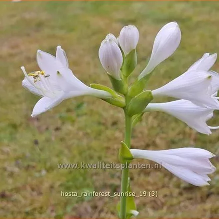 Hosta sieboldiana 'Rainforest Sunrise'