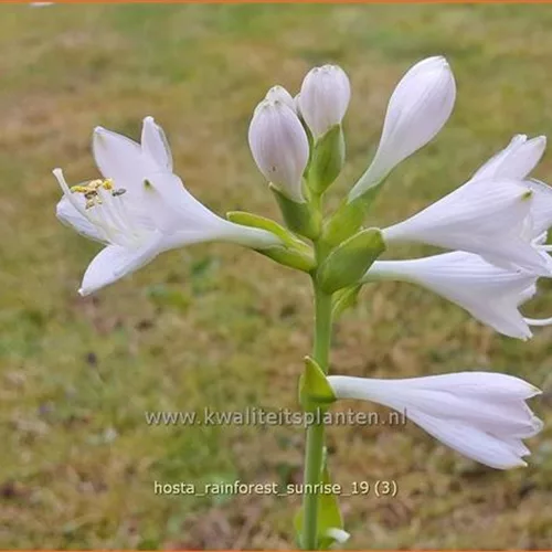 Hosta sieboldiana 'Rainforest Sunrise'