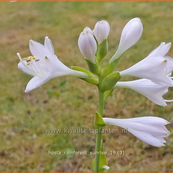 Hosta sieboldiana 'Rainforest Sunrise'