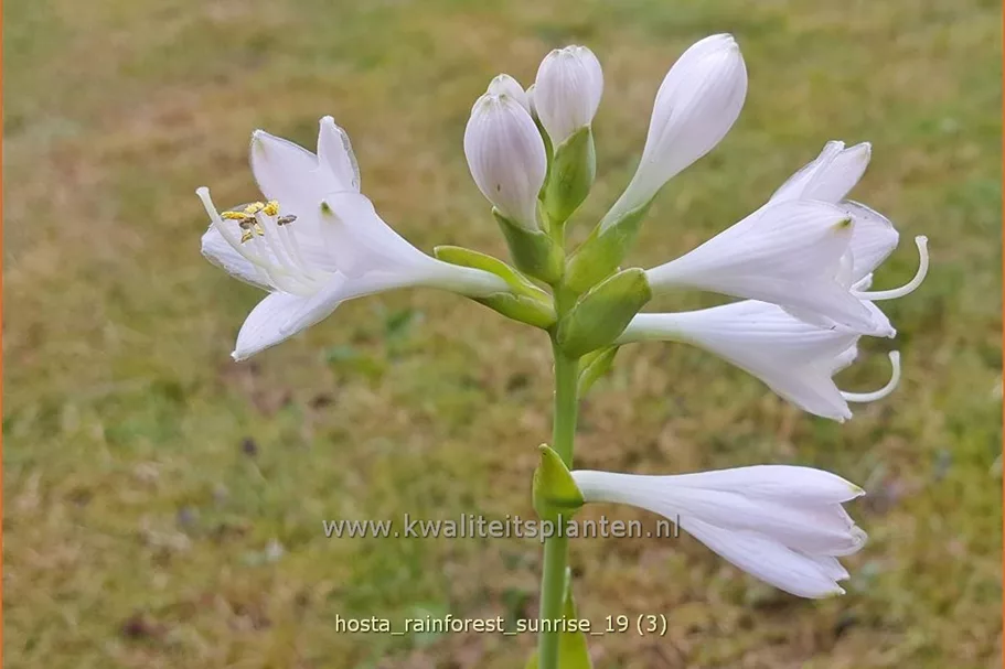 Hosta sieboldiana 'Rainforest Sunrise'