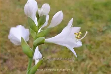 Hosta sieboldiana 'Rainforest Sunrise'